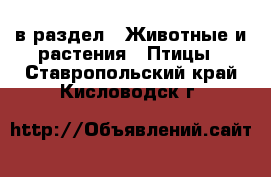  в раздел : Животные и растения » Птицы . Ставропольский край,Кисловодск г.